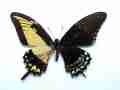 Papilio lycophron (gynandromorph, Alex Bic) (Internet Image property of respective owner, non-commercial use only)